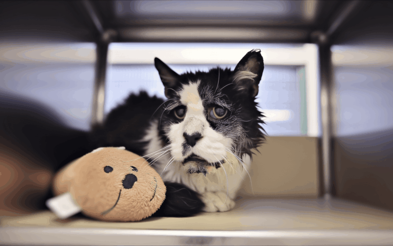 Starsi kocour catthew ceka v utulku a tuli se ke svemu plysa 1762880427368