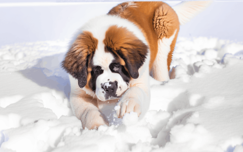 Stene bernardyna objevilo snih a hned rozjelo radostne zoomi 1764619227465